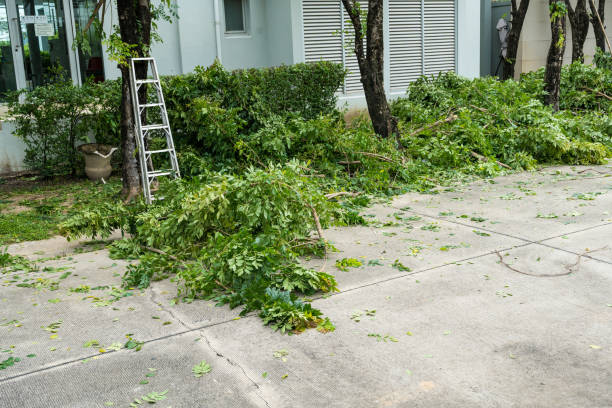 Why Choose Our Tree Removal Services in Huntington, UT?