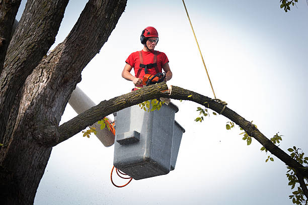 Best Palm Tree Trimming  in Huntington, UT