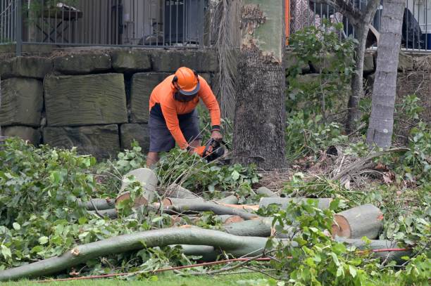 Best Tree Risk Assessment  in Huntington, UT