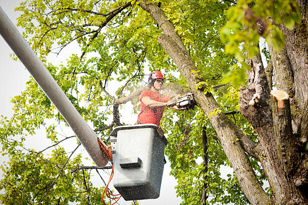 Best Fruit Tree Pruning  in Huntington, UT